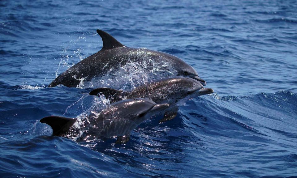 Funchal: Dolphin and Whale Watching Cruise - Key highlights worth planning around