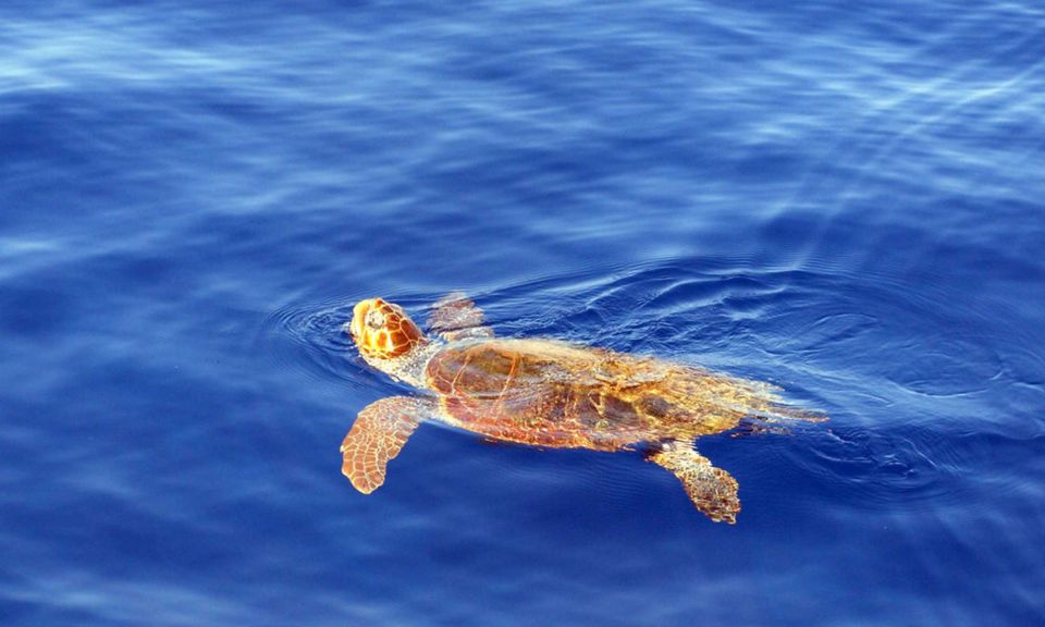 Funchal: Dolphin and Whale Watching Cruise - Should you book this cruise in Funchal?