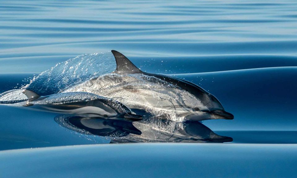 Funchal: Dolphin and Whale Watching Cruise - Sea Safari speedboat in Funchal: close-to-the-water dolphin and whale viewing