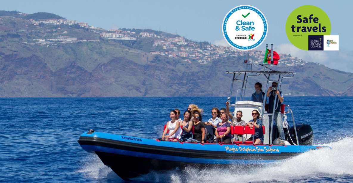 Funchal: Dolphin and Whale Watching Cruise - Offshore runs: what the marine biologist guide actually focuses on