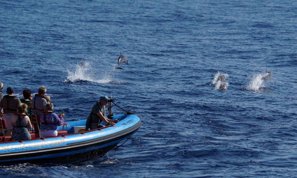 Funchal: Dolphin and Whale Watching Cruise - Which animals you can realistically expect around Madeira