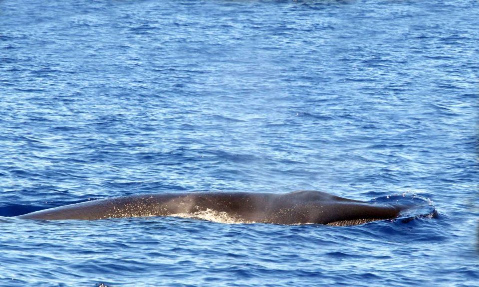 Funchal: Dolphin and Whale Watching Cruise - How the 18-seat setup and 360° views change your viewing comfort
