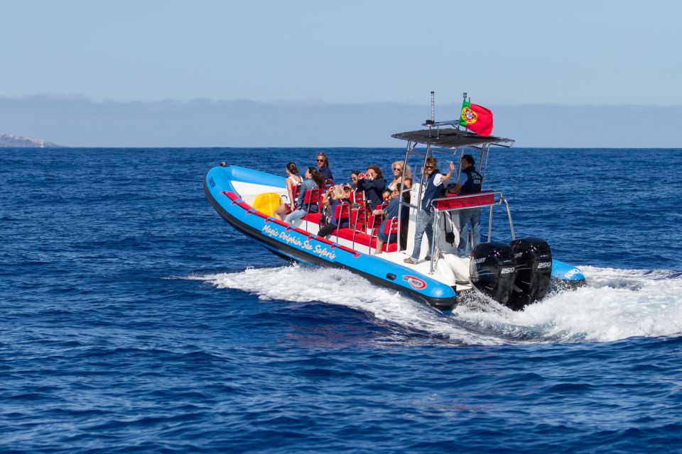 Funchal: Dolphin and Whale Watching Cruise - Comfort, seasickness, and what to pack for a damp Madeira day