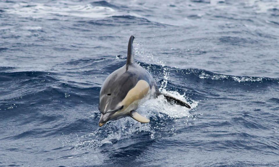 Funchal: Dolphin and Whale Watching Cruise - Price and value for a dolphin-and-whale cruise at about $58