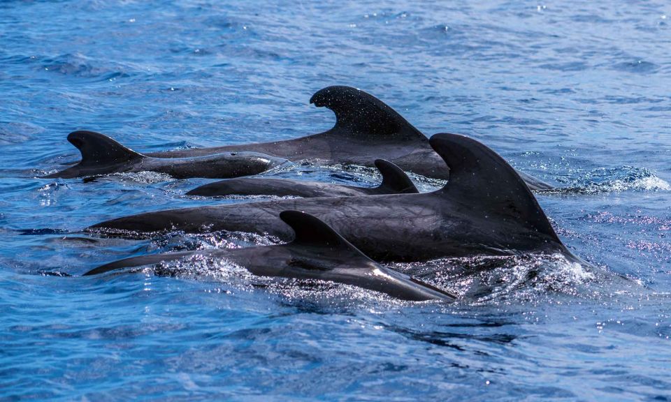 Funchal: Dolphin and Whale Watching Cruise - Booking it for your trip: who should go, and who should skip