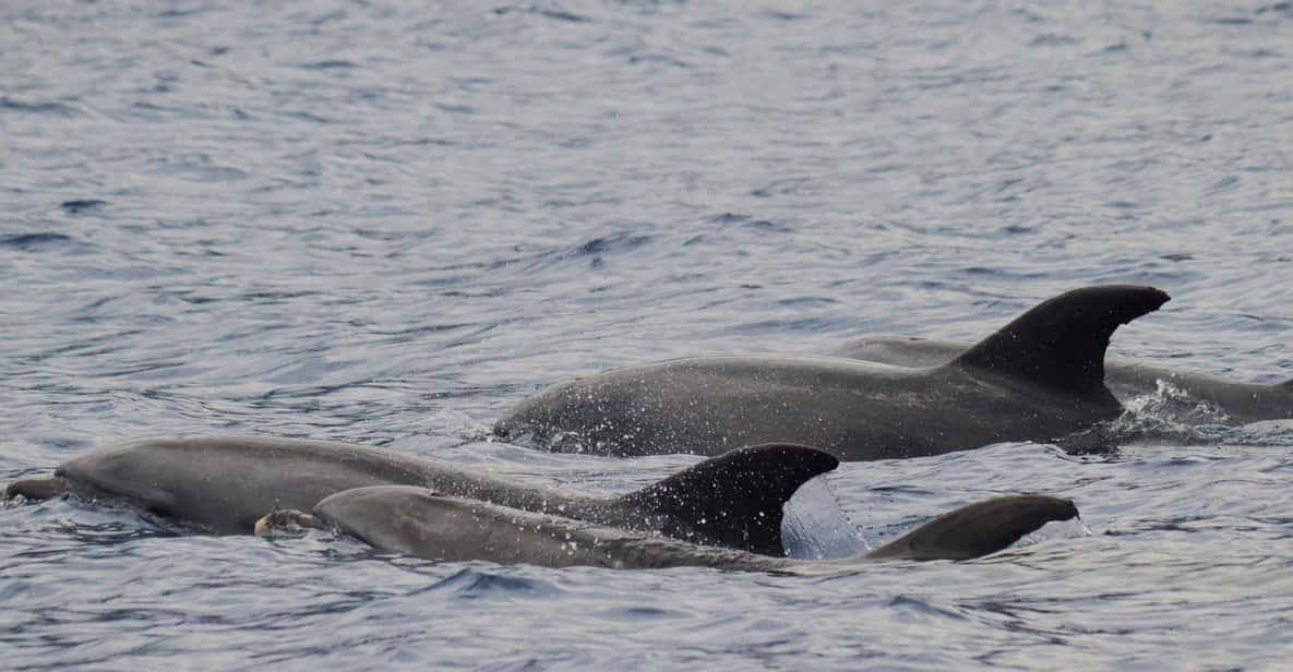 Funchal: Guarantee Wild Dolphin&Whale Watching by RIB - Key things to know before you go
