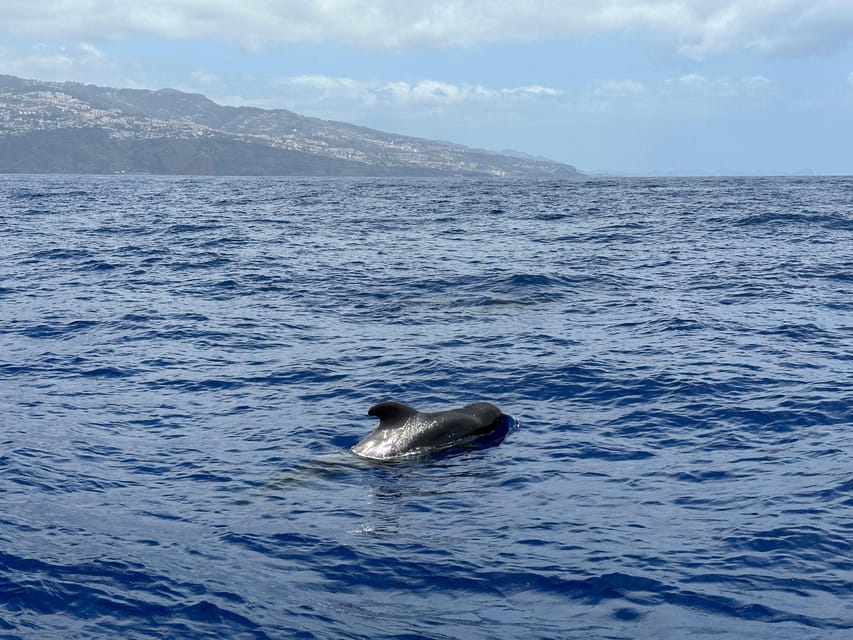 Funchal: Guarantee Wild Dolphin&Whale Watching by RIB - Private Tour Option: When You Want Your Own Boat Time