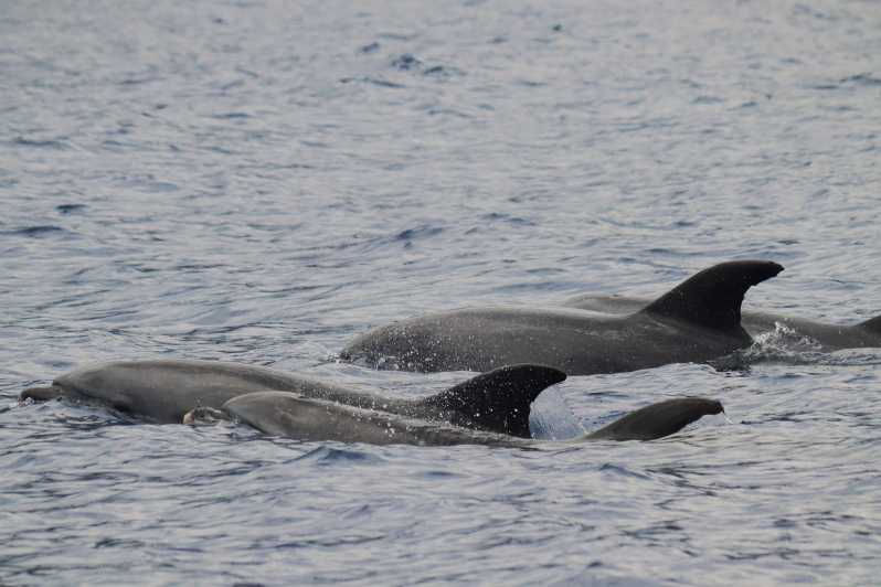 Funchal: Guarantee Wild Dolphin&Whale Watching by RIB - Funchal RIB Basics: Why This Format Feels More Intimate