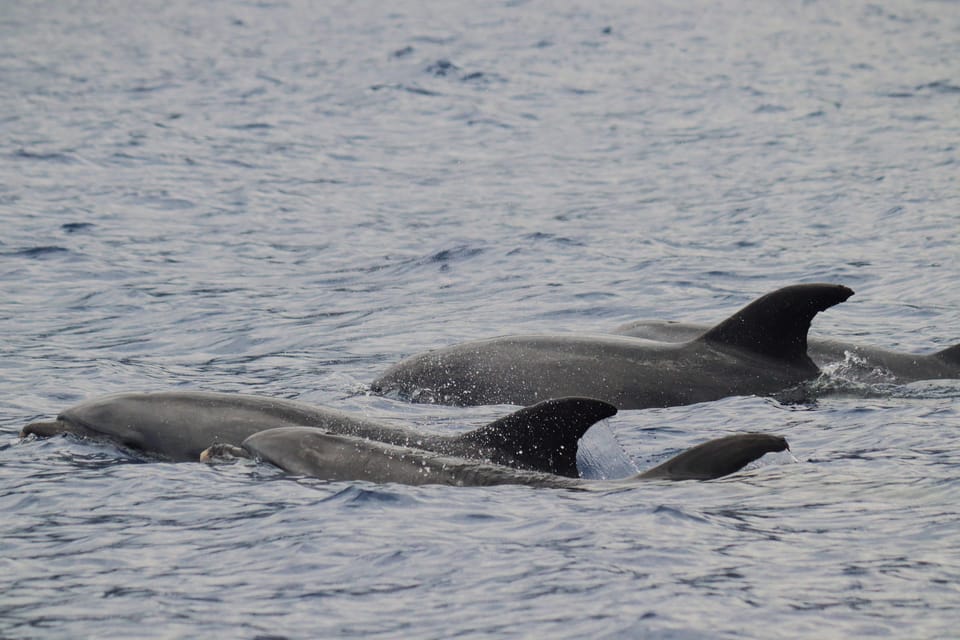 Funchal: Guarantee Wild Dolphin&Whale Watching by RIB - Leaving Funchal and Searching the Open Ocean