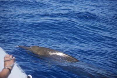 Funchal: Guarantee Wild Dolphin&Whale Watching by RIB - Safety Briefing and Boarding: What Happens Before You Ever See Wildlife