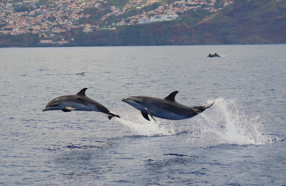 Funchal: Guarantee Wild Dolphin&Whale Watching by RIB - Wildlife Moments: Why Small-Boat Viewing Changes the Whole Trip