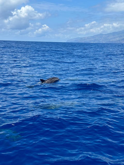 Funchal: Guarantee Wild Dolphin&Whale Watching by RIB - Cabo Girao Cliff Stop: A Scenic Breather on the Way