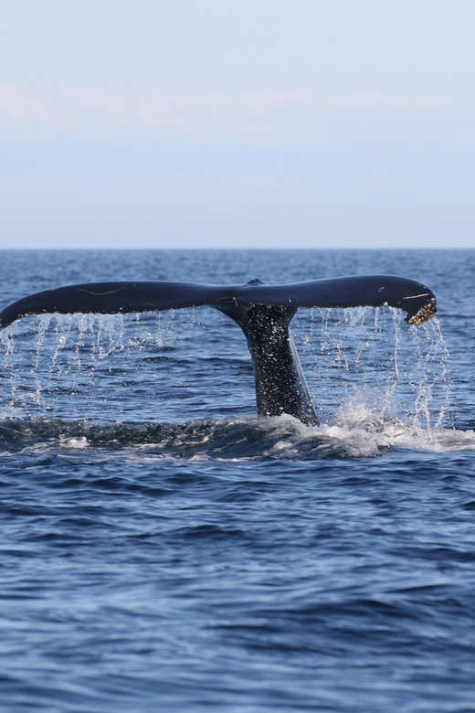 Funchal: Guarantee Wild Dolphin&Whale Watching by RIB - Value and Pricing: What $70 Really Buys You