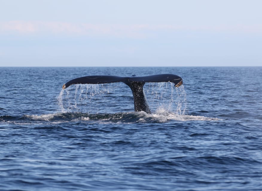 Funchal: Guarantee Wild Dolphin&Whale Watching by RIB - What to Bring (and What to Wear) for a Windy Sea Ride