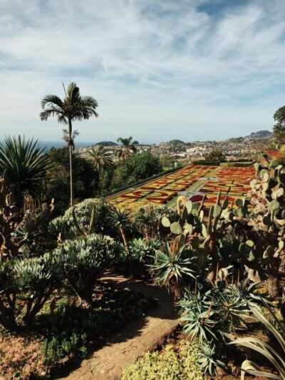 Funchal: Guided Old Town Tuk Tuk Tour and Botanical Gardens - Old Town stops: cathedral views and the Mercado dos Lavradores