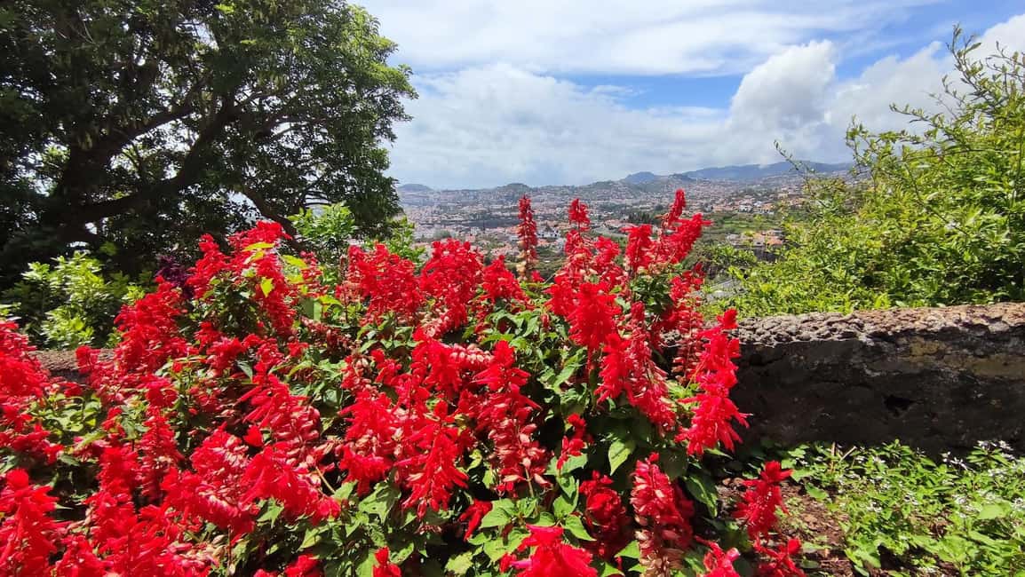 Funchal: Madeira Botanical Garden Tuk-Tuk Tour + Old Town - Madeira Botanical Garden: your 1-hour self-guided plant walk