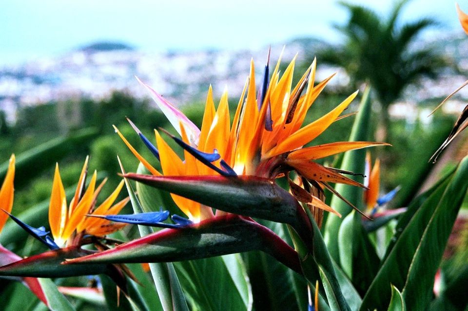 Funchal: Madeira Botanical Garden Tuk-Tuk Tour + Old Town - Scenic hills and photo stops: how the drive enhances the garden hour