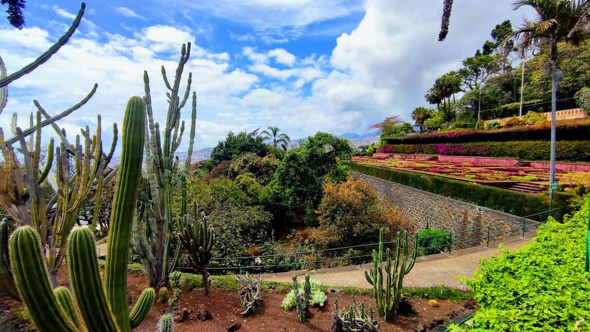 Funchal: Madeira Botanical Garden Tuk-Tuk Tour + Old Town - Farmers’ Market and Zona Velha pass-by: quick Old Town flavor