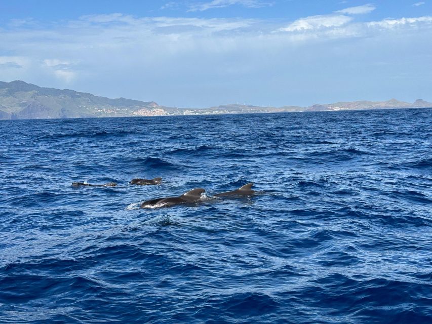 Funchal: RIB Whale Watching Cruise and Optional Dolphin Swim - Madeira coastline views you’ll notice once the hunt starts