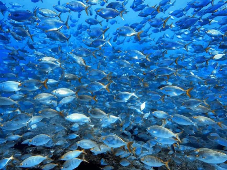 Funchal: Scuba Diving Experience for Beginners - Gear, facilities, and the certificate you’ll actually use
