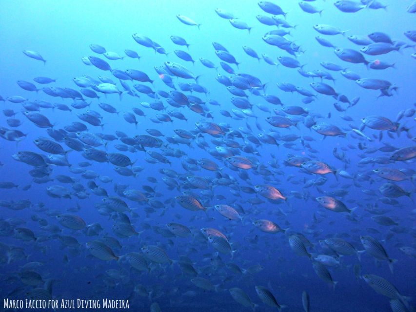 Funchal: Scuba Diving Experience for Beginners - Price and value: why $53 feels fair for a guided first-timer setup