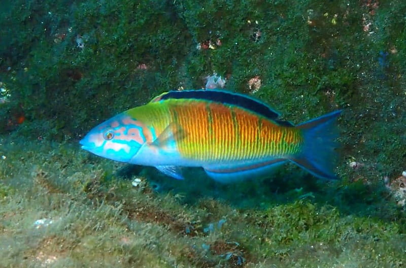 Funchal: Snorkeling Adventure in Eco-Park / Shore or by Boat - Getting In and Out: Stairs, Ladders, and Real Comfort Tips