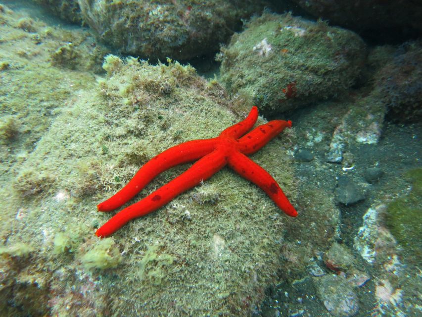 Funchal: Snorkeling Adventure in Eco-Park / Shore or by Boat - Price and Value: Why $17 Feels Fair Here