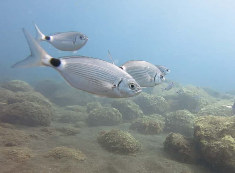 Funchal: Snorkeling Adventure in Eco-Park / Shore or by Boat - Group Size and Languages: Smooth for Mixed Parties