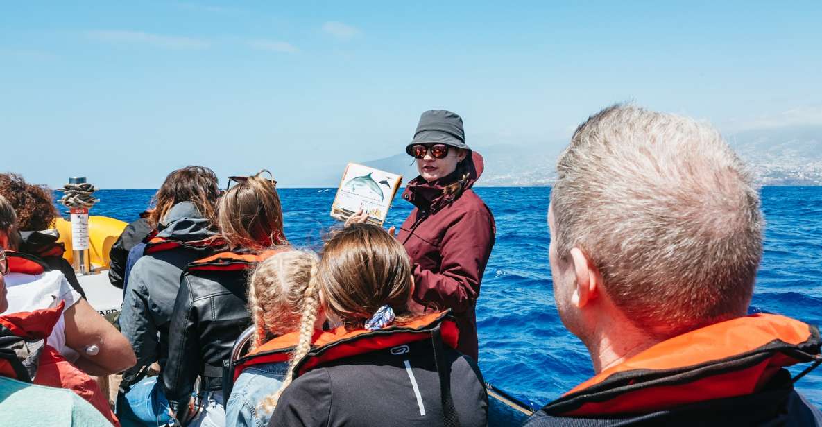 Funchal: Whale and Dolphin Watching Speed Boat Tour - Key things to know before you go