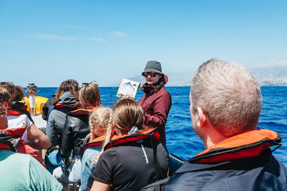 Funchal: Whale and Dolphin Watching Speed Boat Tour - Meeting at Funchal Marina: Ventura Nature Emotions and the first 15 minutes