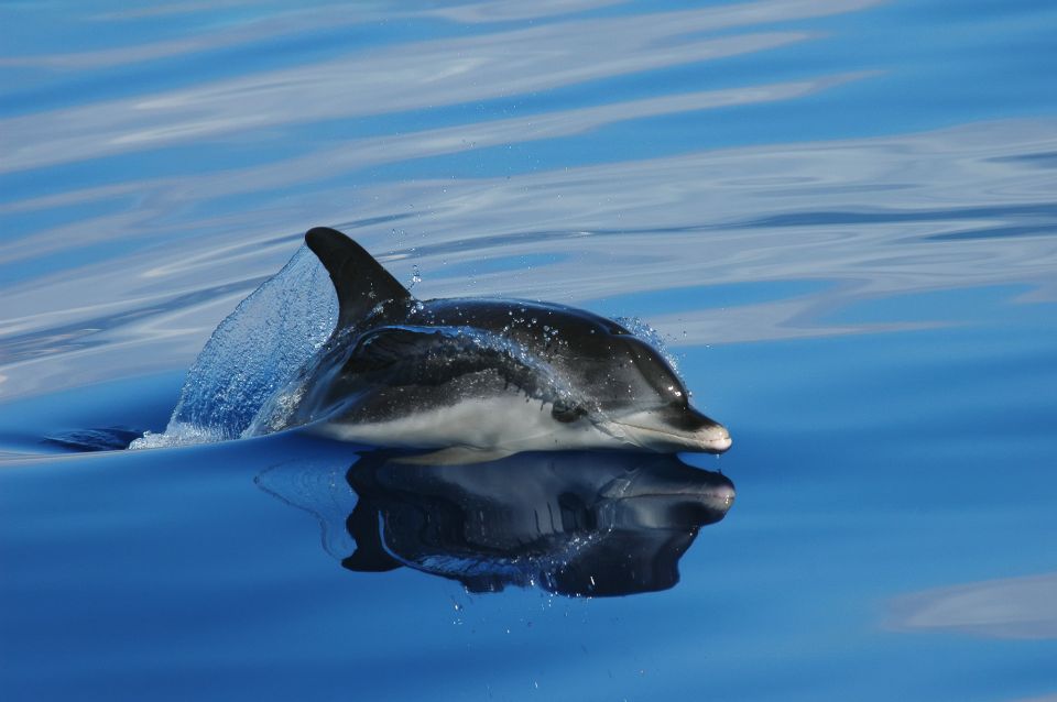 Funchal: Whale and Dolphin Watching Speed Boat Tour - The marine biologist briefing: spotting as a real skill