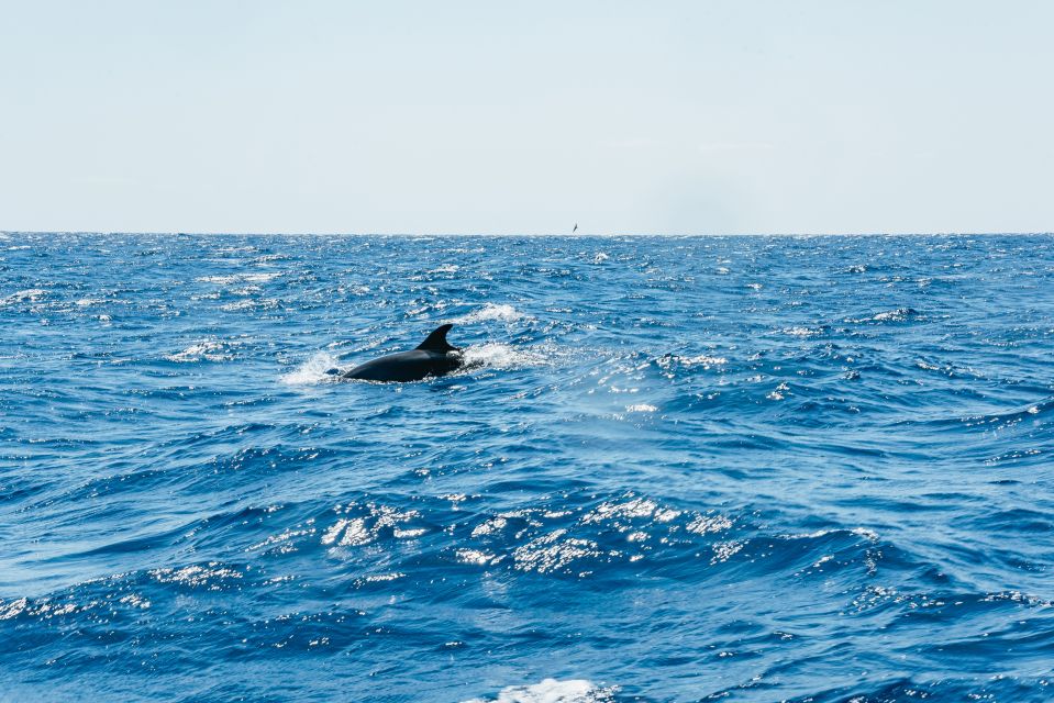 Funchal: Whale and Dolphin Watching Speed Boat Tour - Out on the water: your 2.5 hours of coastline searching