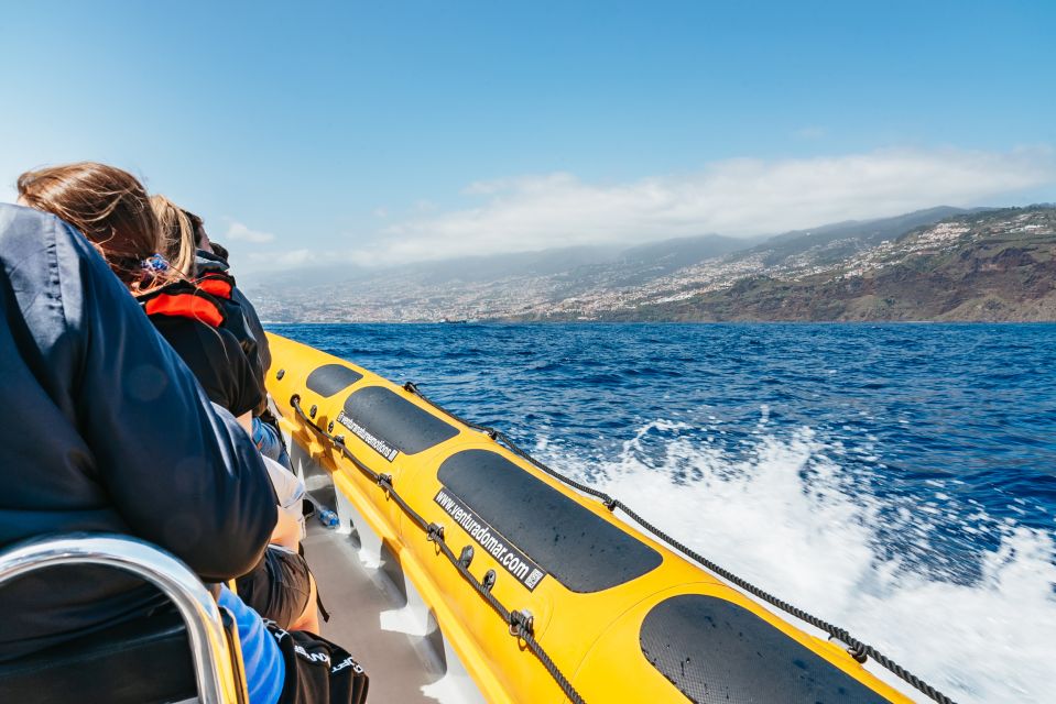 Funchal: Whale and Dolphin Watching Speed Boat Tour - The animals you might spot (and how to watch them well)