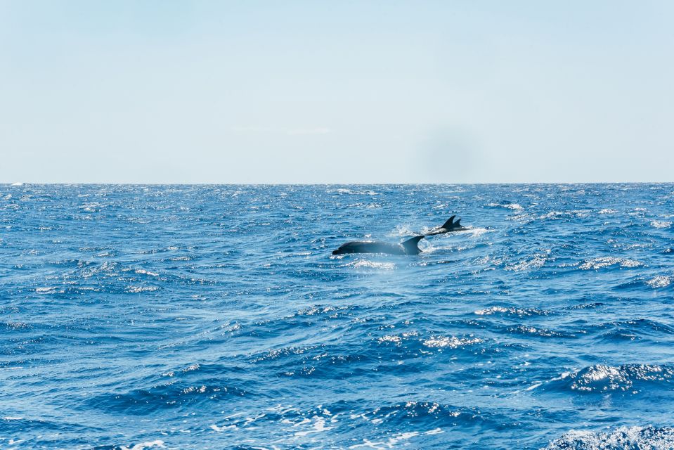 Funchal: Whale and Dolphin Watching Speed Boat Tour - Boarding details: comfort, spray, and choosing your spot
