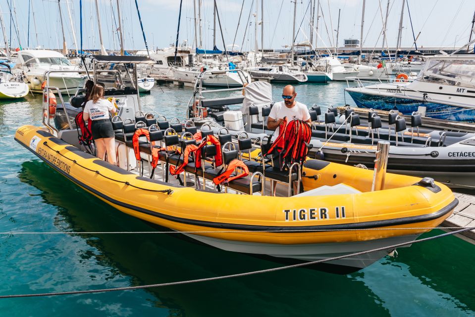 Funchal: Whale and Dolphin Watching Speed Boat Tour - Why Madeira whale watching is better from a speed boat