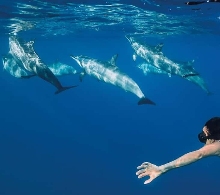 Funchal: Whale Watching and Swimming with Dolphins Cruise - Key things I’d clock before you go