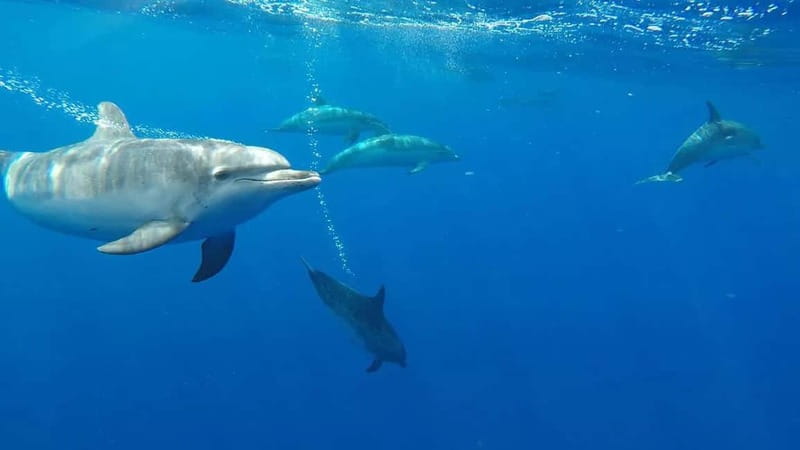 Funchal: Whale Watching and Swimming with Dolphins Cruise - The marine biologist part: what you’re actually learning on the water