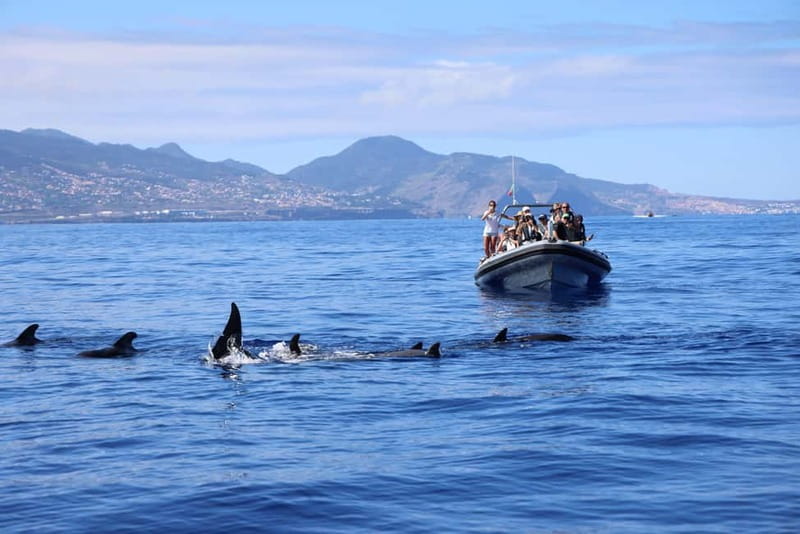 Funchal: Whale Watching and Swimming with Dolphins Cruise - The swimming with dolphins reality check (and how to read the signs)