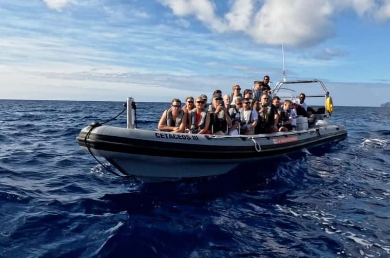 Funchal: Whale Watching and Swimming with Dolphins Cruise - Price and value: what your $94 is buying (and what it isn’t)