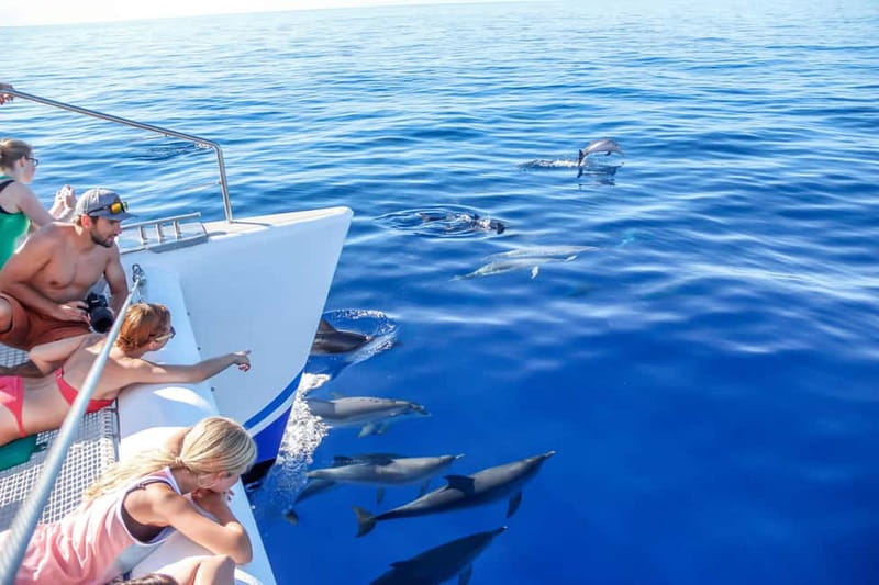 Funchal:Hop-on Hop-off Bus & Whale & Dolphin boat Excursion - Key highlights worth planning around