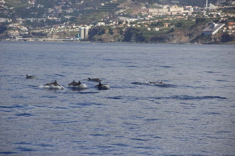 Funchal:Hop-on Hop-off Bus & Whale & Dolphin boat Excursion - Madeira wine tasting at Old Blandys, plus Bordal embroidery (the easy cultural wins)