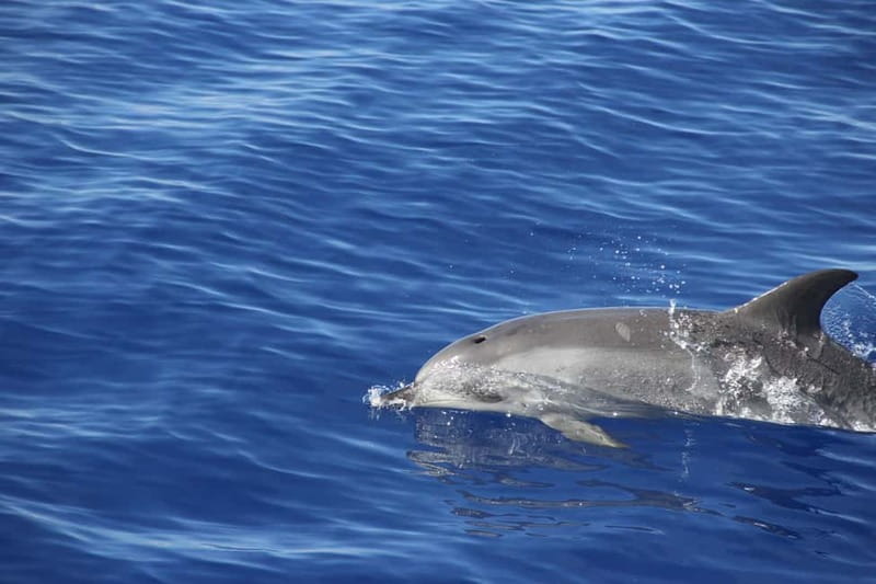 Funchal:Hop-on Hop-off Bus & Whale & Dolphin boat Excursion - Price and value: is $54 a good deal?