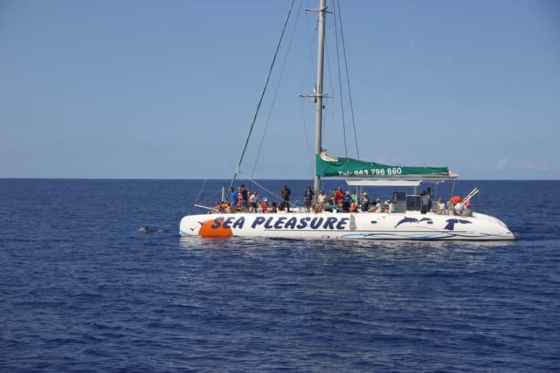 Funchal:Hop-on Hop-off Bus & Whale & Dolphin boat Excursion - Practical tips so you don’t lose time (and sanity)