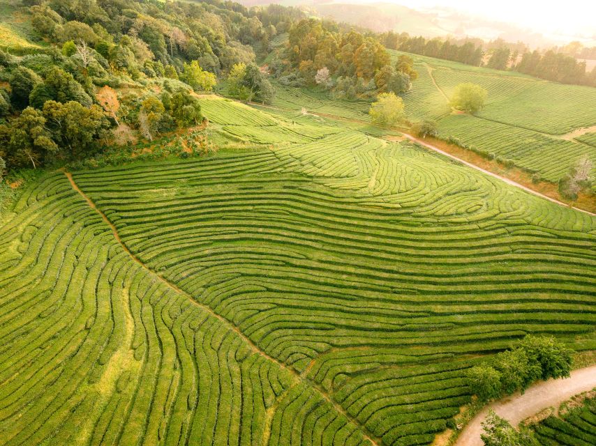 Furnas: Tea Plantations, Lake and Volcano Guided Tour - Terra Nostra Park: hot springs time you can actually use
