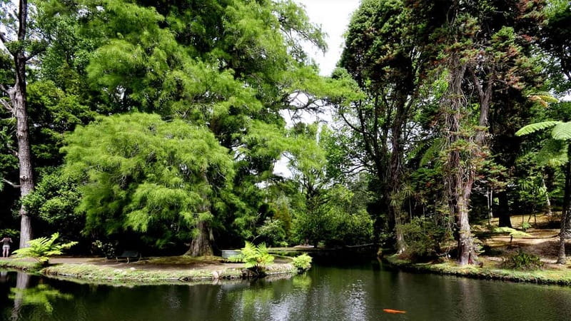 Furnas & Terra Nostra Gardens Biologist-guided e-Tour +lunch - Terra Nostra Gardens: An 18th-Century Botanic Walk With Serious Plant Power