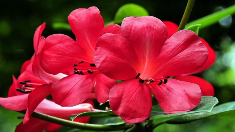 Furnas & Terra Nostra Gardens Biologist-guided e-Tour +lunch - Best Fit: Who Will Enjoy This Tour Most
