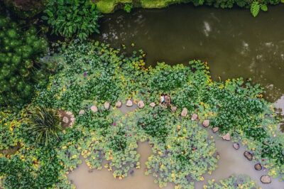 Furnas & Terra Nostra Park: Biologist-guided Botanic Tour +lunch - Start at the marina: Vila Franca do Campo and the 11:30am meeting