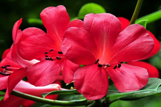 Furnas & Terra Nostra Park: Biologist-guided Botanic Tour +lunch - Furnas village lunch: cozido cooked in the island’s heat