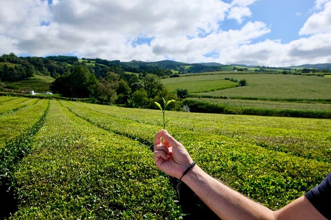 Furnas Volcano & Tea Plantation With Traditional Lunch, East Tour - Banhos Ferreos lunch: what you’ll eat and why it feels special