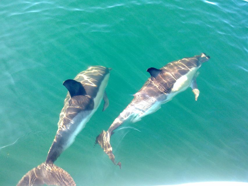 Fuzeta: Dolphin Observation Tour - Key things to know before you go
